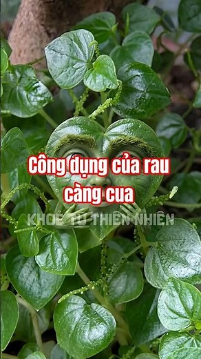 Rau càng cua trị bệnh gì? Tác dụng của rau càng cua #sorts #rau #health #chualanh
