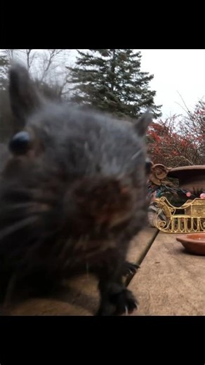 Shiny Squirrel sniffs the camera 🤭 #holidaysonshorts