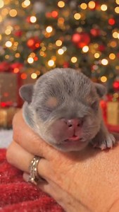 Such a special little baby✨🔥 🎄 📬 #frenchie #frenchielife #frenchielove #fypシ #vols | Blue Buddha Frenchies LLC