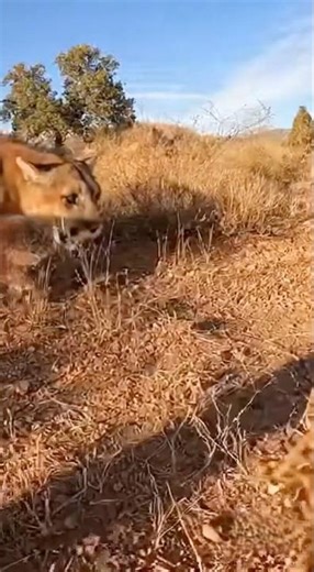 Spot Secret: Feline Coat Gene Decoded #felineevolution #bigcatsmallcat #geneticlink