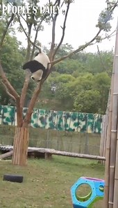 #Panda: It’s time to show you my excellent aerial yoga skills. | VideoChina