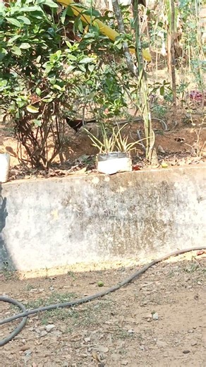 Greater Coucal(Chemboth) bird. #birds #nature #wildlife