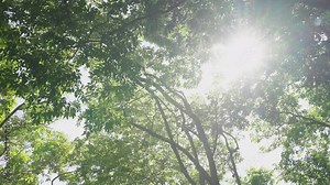 Sun shining through the trees. Green trees sun shines through foliage forest.