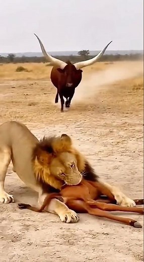 Can this Ankole-Watusi cow save its calf from the lion’s attack? 🐂🦁❓ #rescue #danger #lion #cow