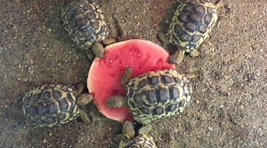 860K views · 8.3K shares | We all have that one friend who hogs the food..... | Australian Reptile Park | Facebook