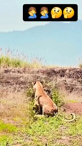 World's deadliest. Ruthless apex predators 🤣🤣🤔🤔what is this baboon trying to do #animallovers #animals #wildlife #nature #trending #fyp The world of big cats | Chikomborero Mbundure