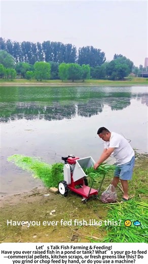 Making Fish Feed – Grinding Greens with a Machine! 🌿🐟