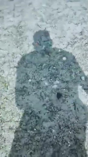 How to catch Mantis Shrimp using A Gar fish bait with hook on the end