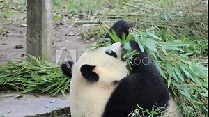 Real footage of adorable giant pandas eating bamboo at the zoo