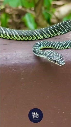 The flying serpent of Southeast Asia. 🌳🐍
