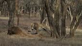 A Wild royal bengal female tiger or panthera tigris hunting a wild...