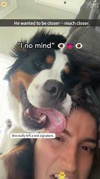 Bernese Mountain Dog Moments 🐶❤️#BerneseMountainDog #Bernese#dog #funnydogs#funnyvideos #shorts