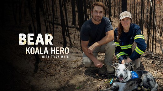 Bear: Koala Hero | Bear: Koala Hero