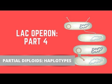 LAC OPERON PART 4: PARTIAL DIPLOIDS