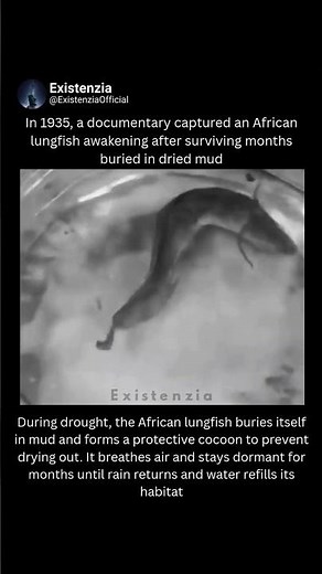 The Fish That Survives Months Buried in Mud