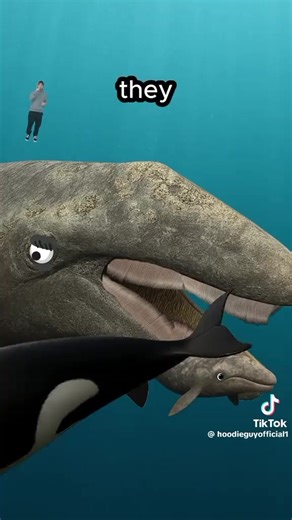 pilot whale #fyp #pilotwhale #bluehoddieguy | Pilot Whales