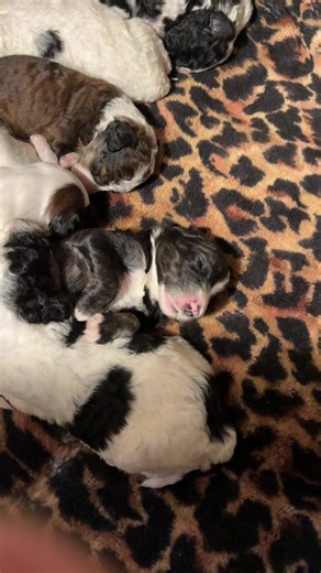 The Clover Creek Crew—-these mini sheepadoodles are 2 weeks old today! So cute 🥰 #minisheepadoodle #puppies