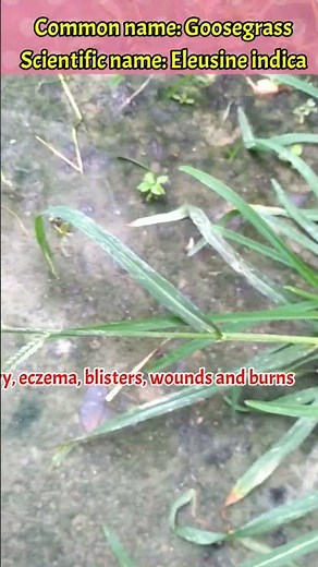 Eleusine indica || Goosegrass || #botany #plantidentification #medicinalplants #nature #grass