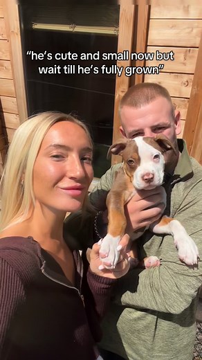 Still the same cute and small dog 😭😭🥹🥹 #xlbully #dogsofinstagram #dogmom #bestfriends #dogoftheday | Doug.thexlbully