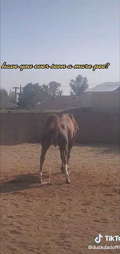 Fascinating Horse Peeing Behavior: A Closer Look