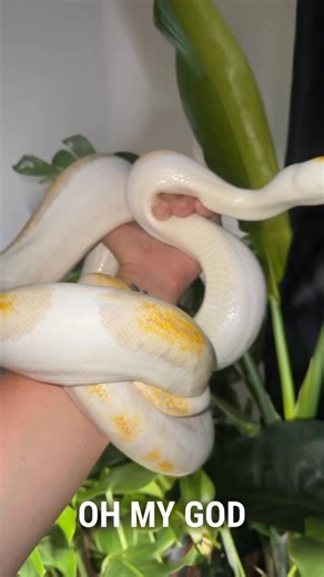 Wesley Jessen on Instagram: "Is she gonna eat me? 🐍 Sunflower 🐍 Reticulated Python | Female Purple Platty Pied Morph Meet Sunflower, my longest snake who just keeps growing! 🌻 She joined the family in March 2024, and every day she gets a little longer, which is wild to watch. With her stunning purple platty pied morph, she’s a beauty. But don’t let her calm demeanor fool you—her food drive is insane. If she’s hungry, you better watch out because she’s all business. Definitely a force to be re