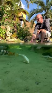 Absorbing All The Negative Ions This Koi Pond Has to Offer | Ed The Pond Professor
