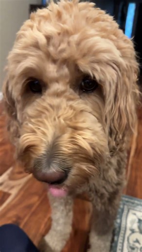 3yo Groodle: I’m burping over here 🐾