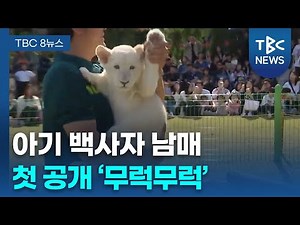 아기 백사자 남매 첫 공개 '무럭무럭'ㅣTBC뉴스