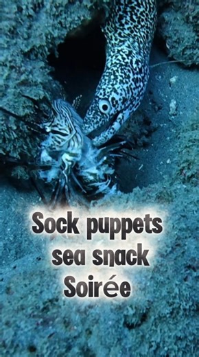 351K views · 13K reactions | These tiny psycho puppets were far away from civilization, so | left a snack for them to indulge in! #slayeatrepeat #sockpuppets #lionfishhunting | Lionfish Extermination Corp | Facebook