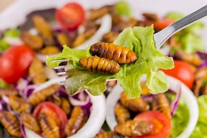 Alimentation : des insectes au menu !
