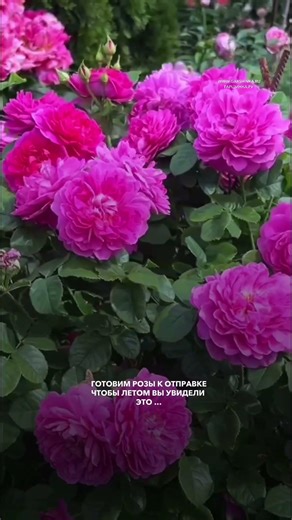 4=5 PROMOTION ON ALL ROSES until February 9th at garshinka.ru 💚
