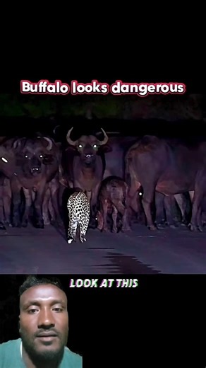 The Fearless Leopard vs Buffalo Army: Incredible Wildlife Showdown!😭#trending#shorts
