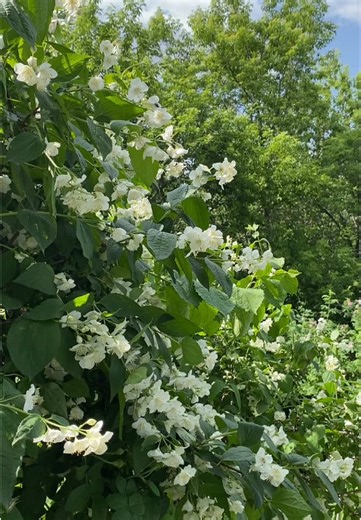 Japanese Fashion Trends for Good Weather and Mood