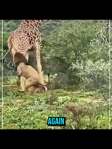 Zebra Defies Predator: Unbelievable Wild Encounter