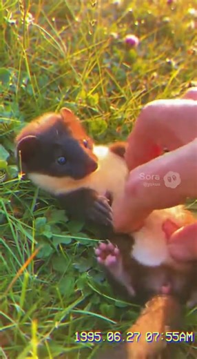 Petting a Stoat Kit’s Soft Summer Belly — Silent VHS Cute Moment #VHS #Stoat #CuteAnimals