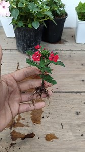 Verbena Propagation 🌱 #verbena #gardening #garden #plants #reels #trendingreel #trendingreelsvideo #facebookviral #facebookreelsviral #viralreels | Gardening Ideas