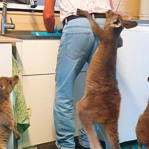 Couple fills their house with rescued baby kangaroos 😍 | The Dodo