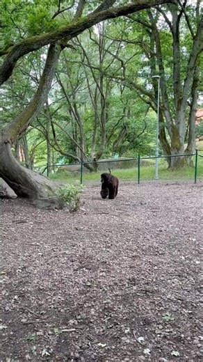 Afghan hound the fastest✨#galgos #afghanhound #faster #running #cute