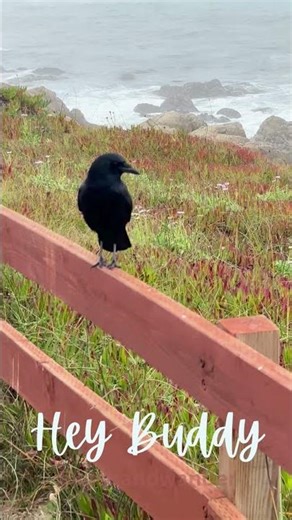 🧠 Highly Intelligent Creatures #birdsofafeather #ravens #crows #birdwatching
