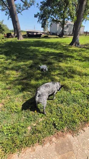 Beautiful SEMO morning w Pack #schnoofertons #schnoodles #australiancattledogs #dogs #doglife #acds