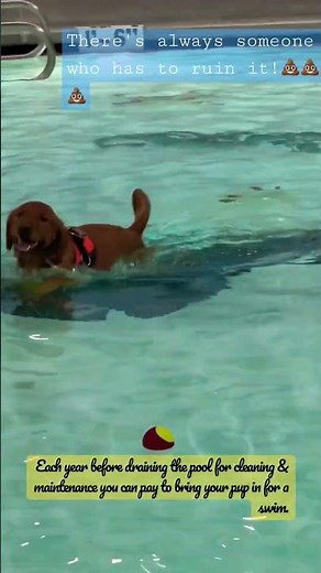 Pup swims & poops at local dog swim!