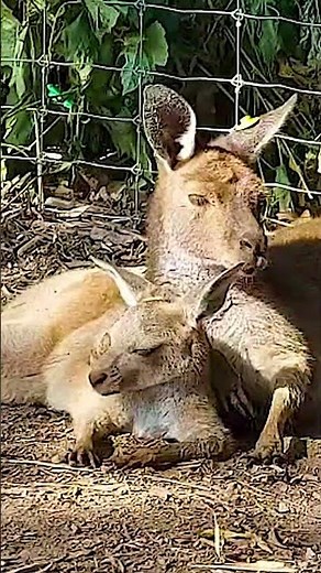 A Tail of Two Joeys