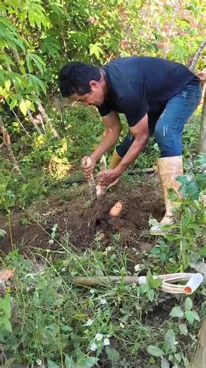Tiempo de colectar el camote o tuberculo de Yuca o Mandioca en Eco Finca Pachamama 🌱 ¿Sabías cuánto tiempo tarda en desarrollarse la yuca? 🕒 La yuca, también conocida como mandioca, es un cultivo de gran importancia en muchas regiones tropicales. Su ciclo de desarrollo puede durar hasta 12 meses, y pasa por varias etapas clave: 🔹 Mes 0: Siembra del esqueje. Se utiliza un trozo de tallo para iniciar el cultivo. 🔹 Mes 1: Formación de hojas y raíces iniciales. La planta empieza su crecimiento v