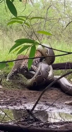 Leopard vs Giant Python — Deadly Jungle Encounter!