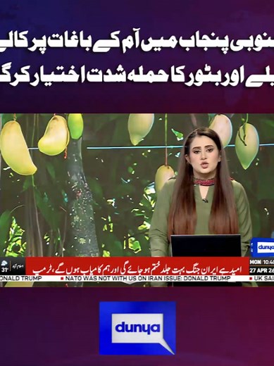 Latest News on Mangoes in Punjab | Dunya News