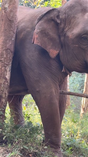 Itch #elephant | Bank Mahout