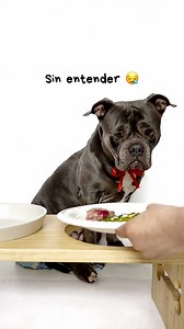 535K views · 108K reactions | Son detalles 沈 #perros #doglover #barf #dogfood #asmr #imadogmom #soymamáperruna #dogmom #mamáperruna #khambathebully | Khamba y Flor | Facebook