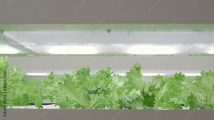 Lettuce Grown In An indoor Vertical Farming System - Beautiful Green Leaves Of Lettuce Growing Inside The Agriculture Vertical Farming Facility In Tokyo, Japan. - close up, panning down
