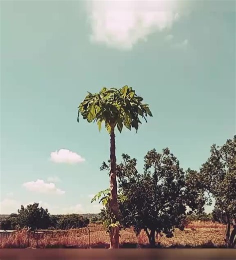 wakanaka uri magnet #zimtiktokers🇿🇼🇿🇼🇿🇼 #romantic #love #zimhiphop #tiktok @#Tanathelma @ndonzi_Divine 🦾 @Kukie @nashley@@@@matune @Kimmy 👻♡♡