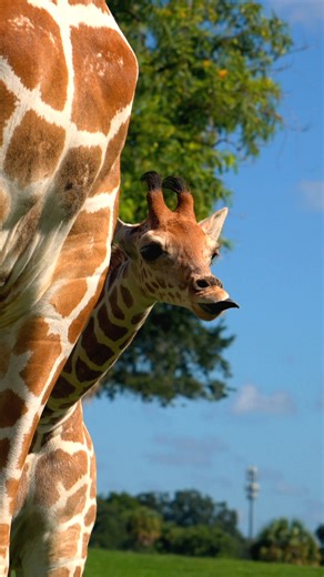 19K views · 423 reactions |  漣 Cuteness overload alert 漣 Athena,...